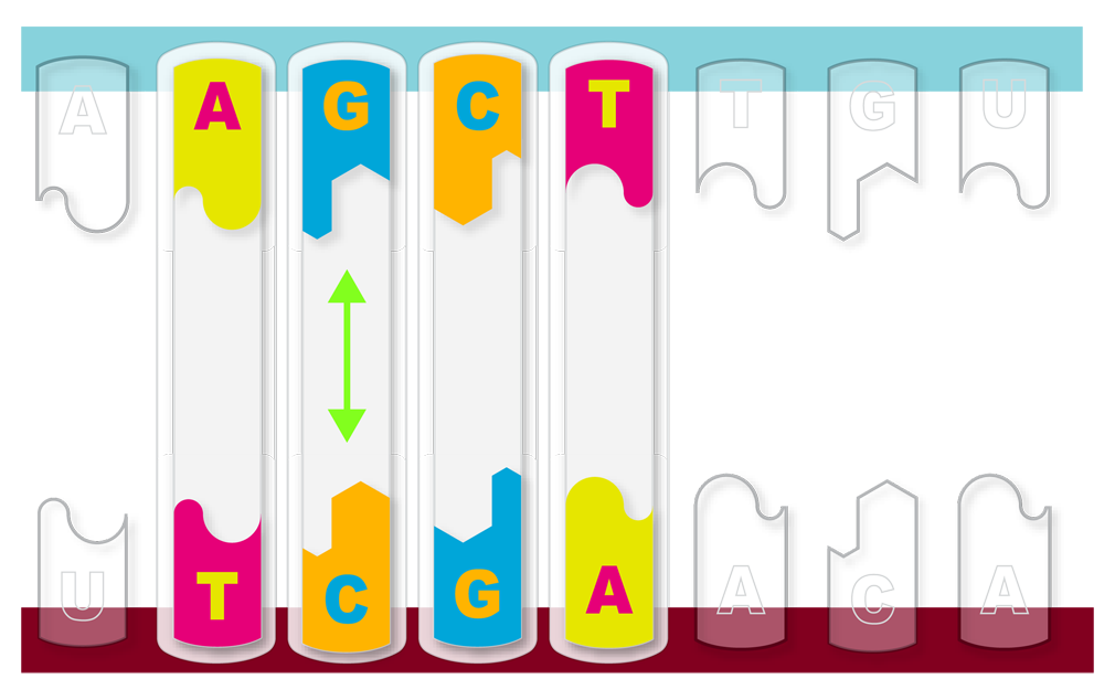 mRNA